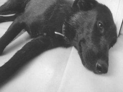 Ψάχνει σπίτι